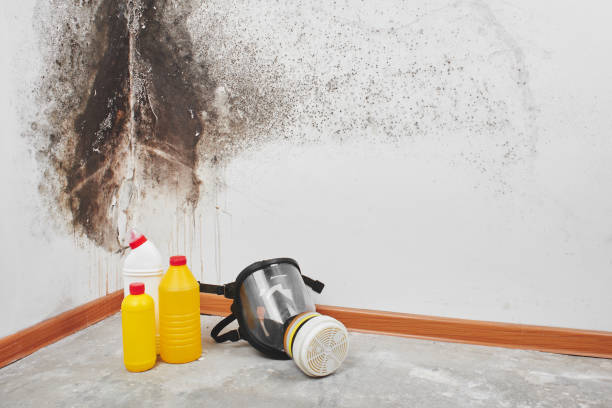 Best Affordable Mold Removal  in Pascagoula, MS