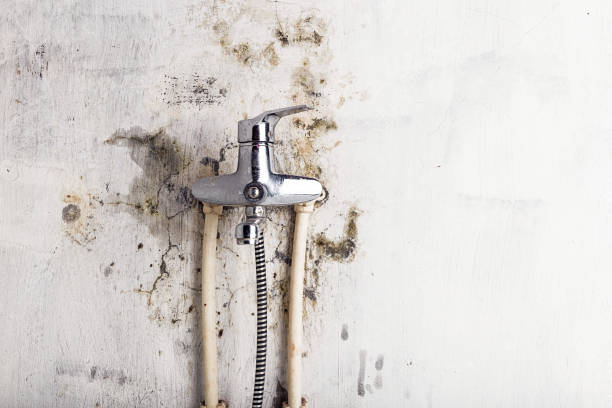 Best Mold Damage Repair  in Pascagoula, MS