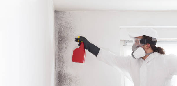 Best Black Mold Removal  in Pascagoula, MS