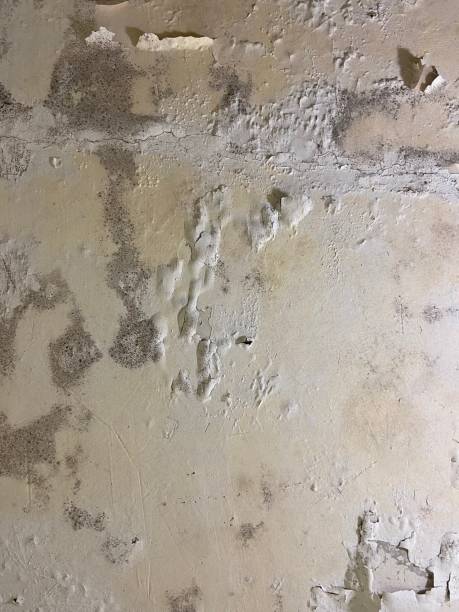 Best Certified Mold Removal  in Pascagoula, MS