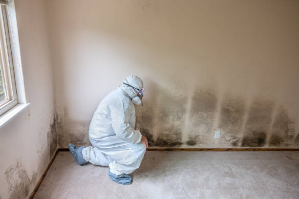Best Office Mold Removal Services  in Pascagoula, MS