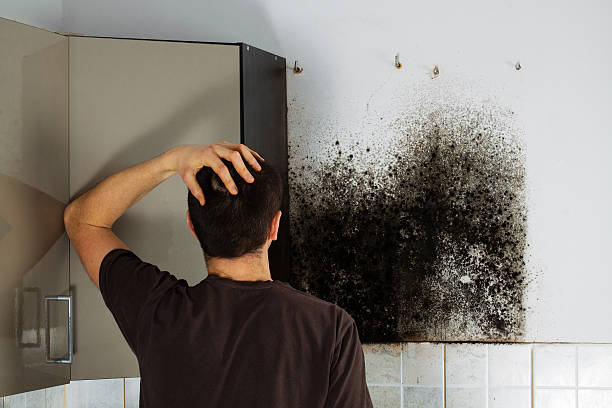 Best Affordable Mold Removal  in Pascagoula, MS
