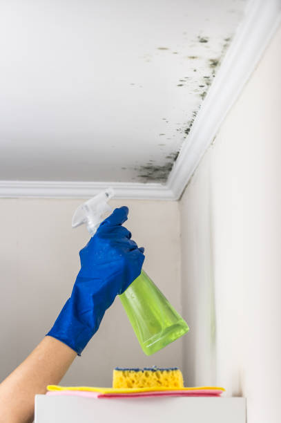 Home Mold Removal in Pascagoula, MS